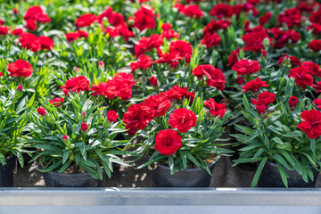 Spring flowers on the table in the garden center