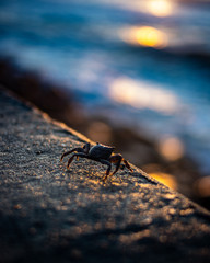 Crabe au coucher de soleil au bord de l'océan