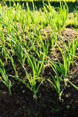 Leek vegetable in the garden.