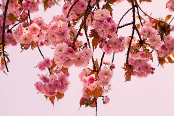 Pink Cherry blossom on sakura tree