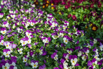 Spring flowers on the table in the garden center