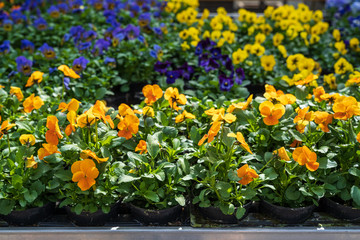 Fototapeta na wymiar Spring flowers on the table in the garden center