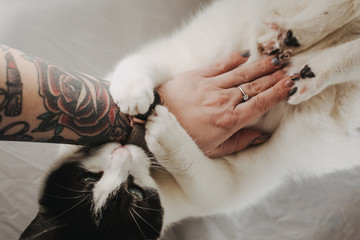 cat2