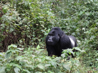 Gorilla - Uganda - bwindi impenetrable national park