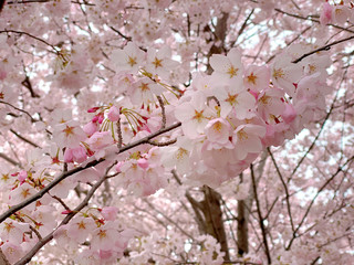 Cherry blossoms in suburban Maryland, March 2020