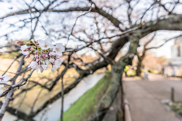 東京都千代田区の千鳥ヶ淵の咲き始めた桜