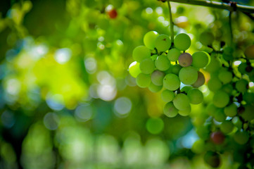 Uvas na parreira 3