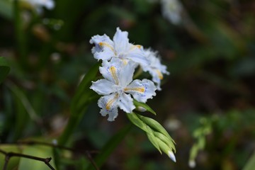 Iris japonica(Fringed iris) is a spring flower with a dark purple and yellow pattern on the petals, and is clustered in slightly damp places such as shade of trees.