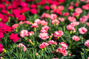 Spring flowers on the table in the garden center