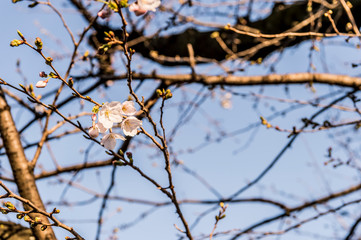 夕方の東京都千代田区の千鳥ヶ淵の咲き始めた桜