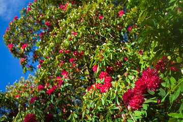 Pink Rhododendron