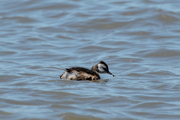 White-tufted Grebe