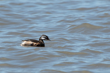White-tufted Grebe