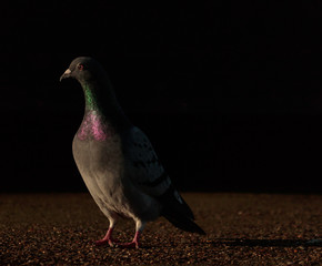 pigeon on a dark background