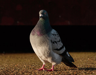 pigeon on a background
