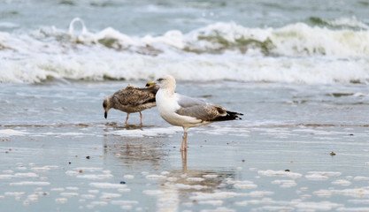 seagulls on the beach South Holland
