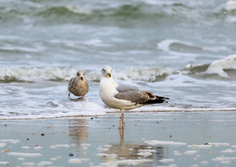 seagull on the beach