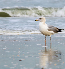Fototapeta na wymiar seagull on the beach South Holland