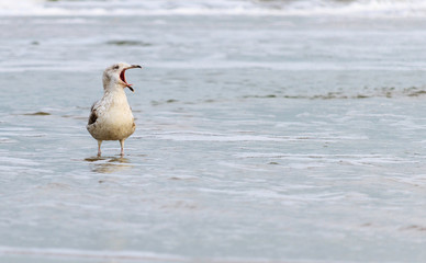 Seagull open mouth sea