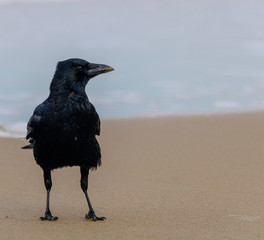 Crow on the beach