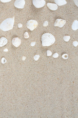 beautiful sea shells on sand