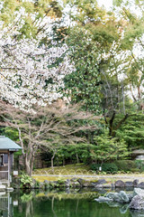 東京都千代田区九段の日本庭園に咲く桜