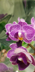 Obraz na płótnie Canvas Purple Orchids