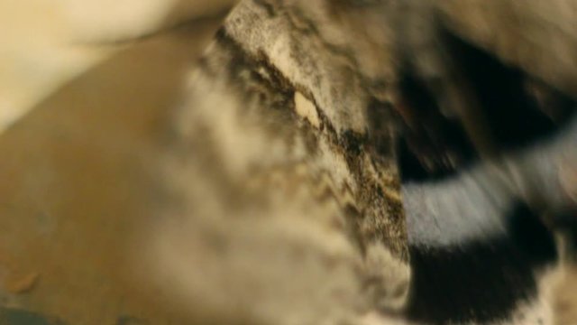 Close-up shot of a night butterfly. Insect at a high approximation. Winged moth.
