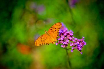 Butterfly 9