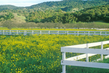 Fototapeta premium Mustard flowers in Ojai, California