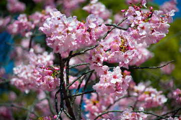 桜の花びら