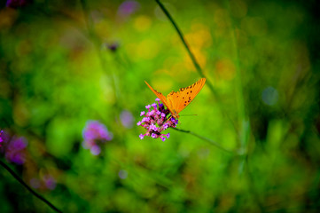 Borboleta