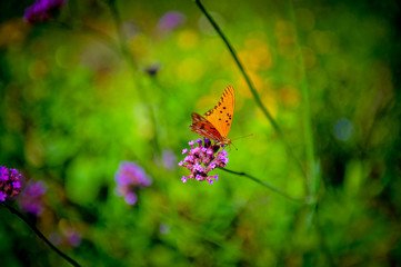 Borboleta