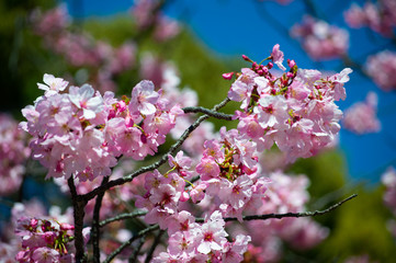 桜の花びら