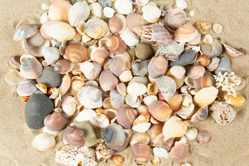 beautiful sea shells on sand