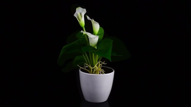 Close-up of three amazing wet white callas with roots in a pot rotate on a black background. The concept of floristry and botany. Decoration for interior