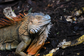 Close-up of Orange Iguana head