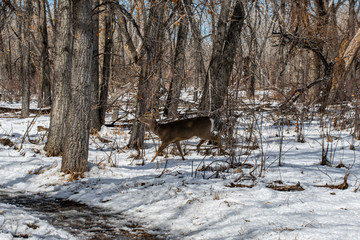 Herd of Deer in a Snow Covered Field