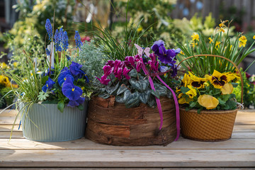 Spring flowers and gardening accessories