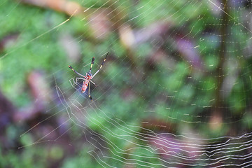 Close-up of spider in spiderweb