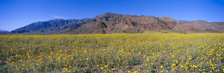 Panoramic view of Desert Lillies and Desert gold yellow flowers in spring fields of Death Valley National Park, California