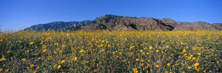 Panoramic view of Desert Lillies and Desert gold yellow flowers in spring fields of Death Valley National Park, California