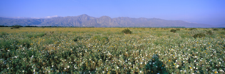 Fototapeta na wymiar Panoramic view of Desert Lillies and flowers in spring fields of Anza-Borrego Desert State Park, California
