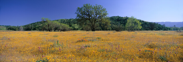 Panoramic view of spring flowers and large single tree off Route 58 on Shell Creek Road west of Bakersfield, California