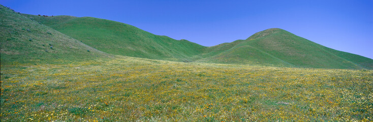 Panoramic view of spring flowers and green rolling hills in Carrizo Plain National Monument, San Luis Obispo County, California