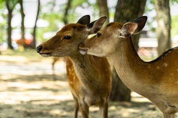 A couple at Nara Park, Japan. Nara Park home over 1.000 sika deer freely roaming in the park.