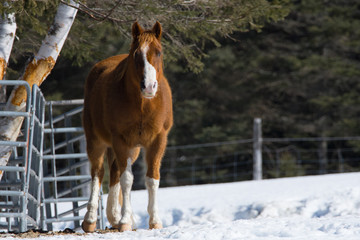 Pretty horse in a Quebec field in the Canadian winter