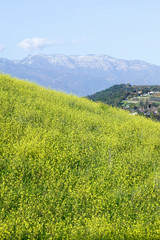 Fototapeta na wymiar Yellow mustard plant grows in green spring field near Lake Casitas with Topa Topa Mountains in view in Ventura County near Ojai, California