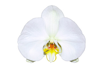 Fototapeta na wymiar Orchid on a white background, isolate