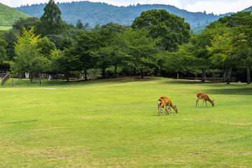 Deer grazing at Nara Park, Japan. At Nara park there are over 1000 freely roaming and they became...